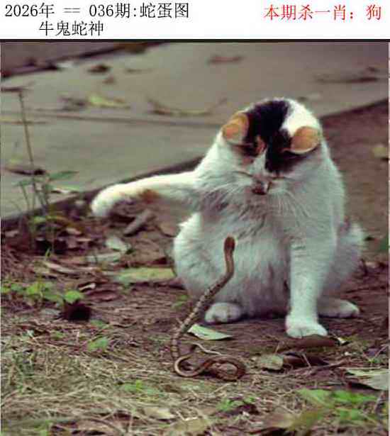 036期正版蛇蛋图[图]